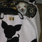 White chihuahua in a JCLA Te Quiero Chihuahua Rescue me tote