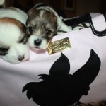 Coton puppies love JCLA Rescue me tote
