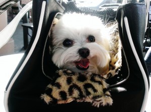 Te Quiero Chihuahua Rescue Me Tote with a Maltese