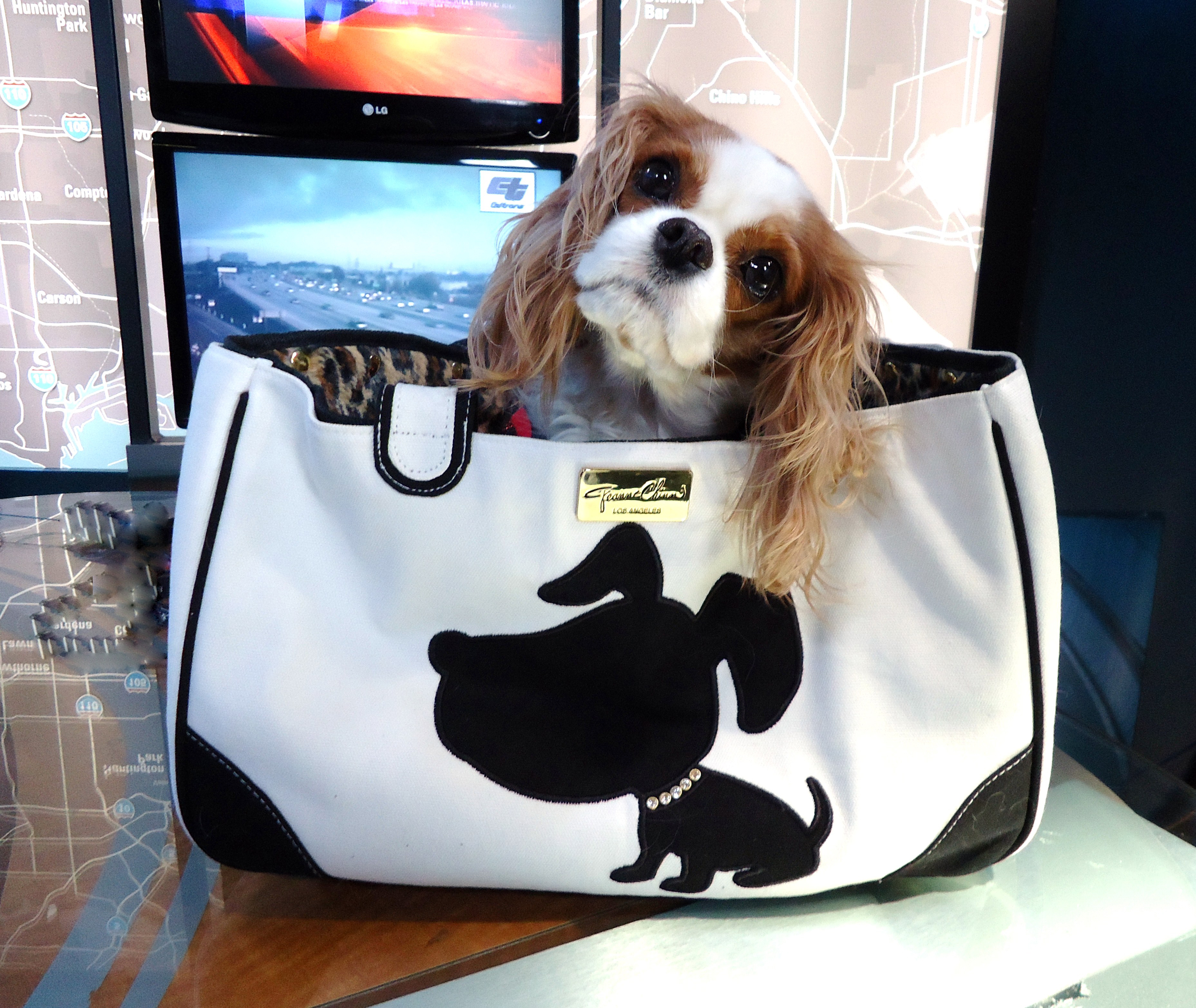 Wendy Burch's dog Sophy inside a JCLA Doggie Style Rescue Me tote