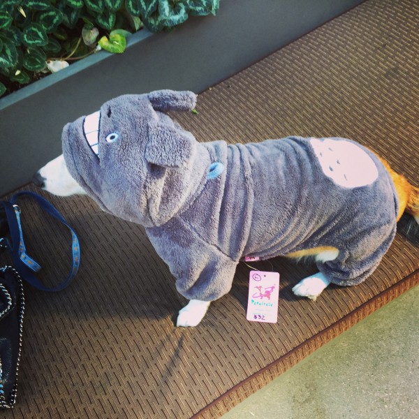 Totoro Costume