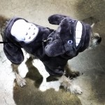 Totoro Costume