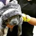 Totoro Costume