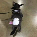 Totoro Costume