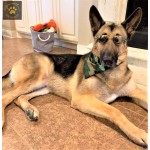 Aviator Dog Glasses Aviator Dog Glasses