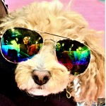 Aviator Dog Glasses Aviator Dog Glasses
