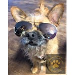 Aviator Dog Glasses Aviator Dog Glasses