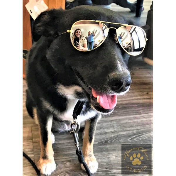 G029 Dog Cat Pet Aviator Sunglasses Glasses For Small Breeds Up To 15L