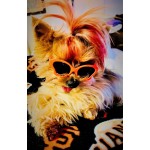 Tiny Dog Butterfly Sunglasses