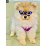 Tiny Dog Butterfly Sunglasses