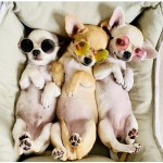 Little Lennon Pet Glasses Little Lennon Pet Glasses