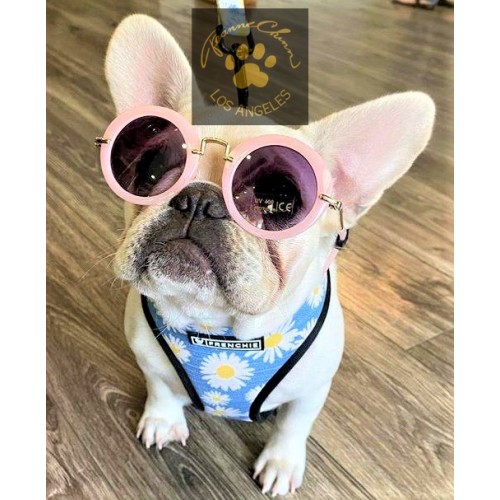 Chloe Sunnies Dog Glasses