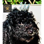 Crystal Pet Crown