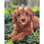 Designer Pet Bow Clips