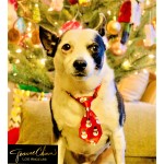Holiday Pet Ties