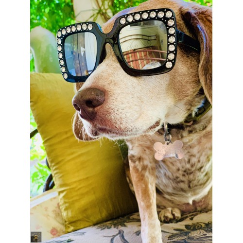Hollywoof Sunglasses