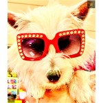 Hollywoof Sunglasses