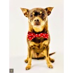 Small Pet Bow Tie