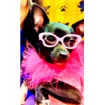 Tiny Dog Butterfly Sunglasses