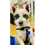 Medium Pet Glasses Medium Pet Glasses