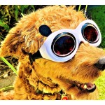 Panda Sunnies Panda Sunnies