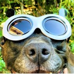 Panda Sunnies Panda Sunnies