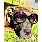 Pawda Dog Sunglasses