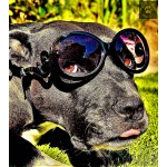 Pawda Dog Sunglasses