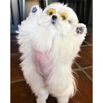 Little Lennon Pet Glasses Little Lennon Pet Glasses