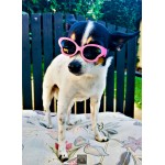 Tiny Dog Butterfly Sunglasses