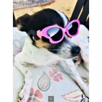 Tiny Dog Butterfly Sunglasses