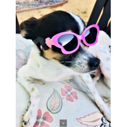 Tiny Dog Butterfly Sunglasses