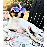 Tiny Dog Butterfly Sunglasses