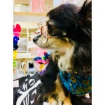 Little Lennon Pet Glasses Little Lennon Pet Glasses