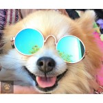 Little Lennon Pet Glasses Little Lennon Pet Glasses