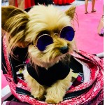 Little Lennon Pet Glasses Little Lennon Pet Glasses