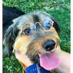 Little Lennon Pet Glasses Little Lennon Pet Glasses