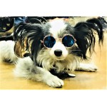 Little Lennon Pet Glasses Little Lennon Pet Glasses