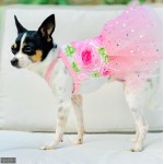 Rosette Sparkle Tutu Dress
