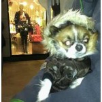 Chocolate Pup Coat Chocolate Pup Coat