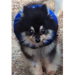 Inflatable E Collar Inflatable E Collar