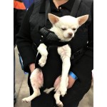 Dog Front Pack Carrier