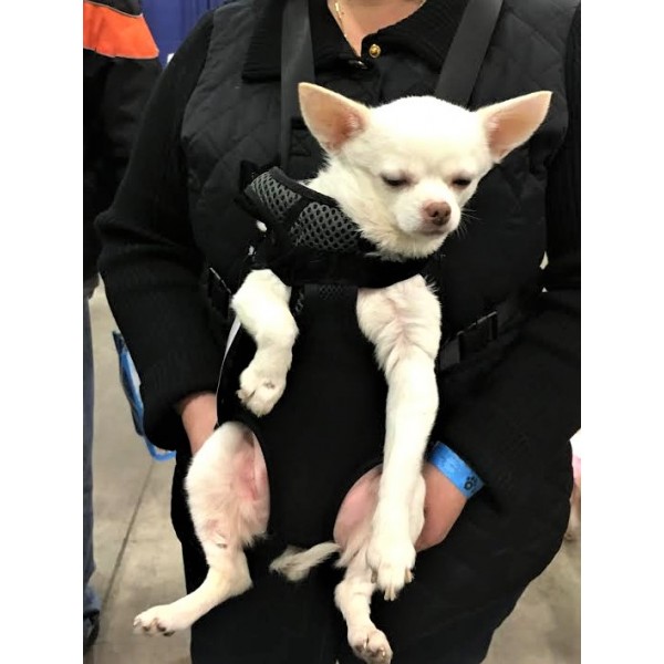 Dog Front Pack Carrier